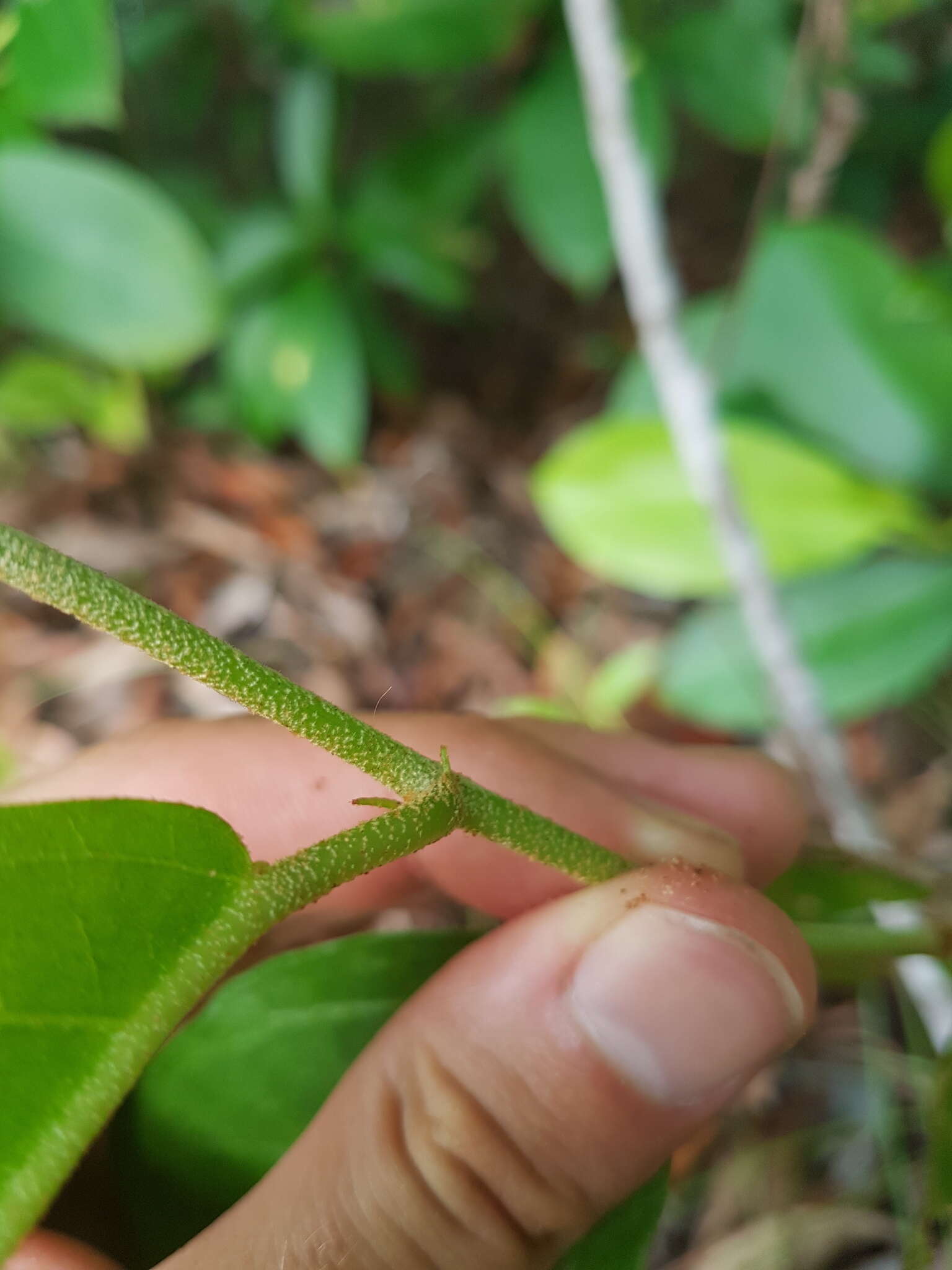 Image of Croton hostmannii Miq. ex Schltdl.