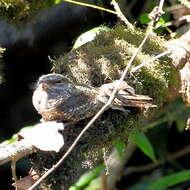 Image of Ladder-tailed Nightjar