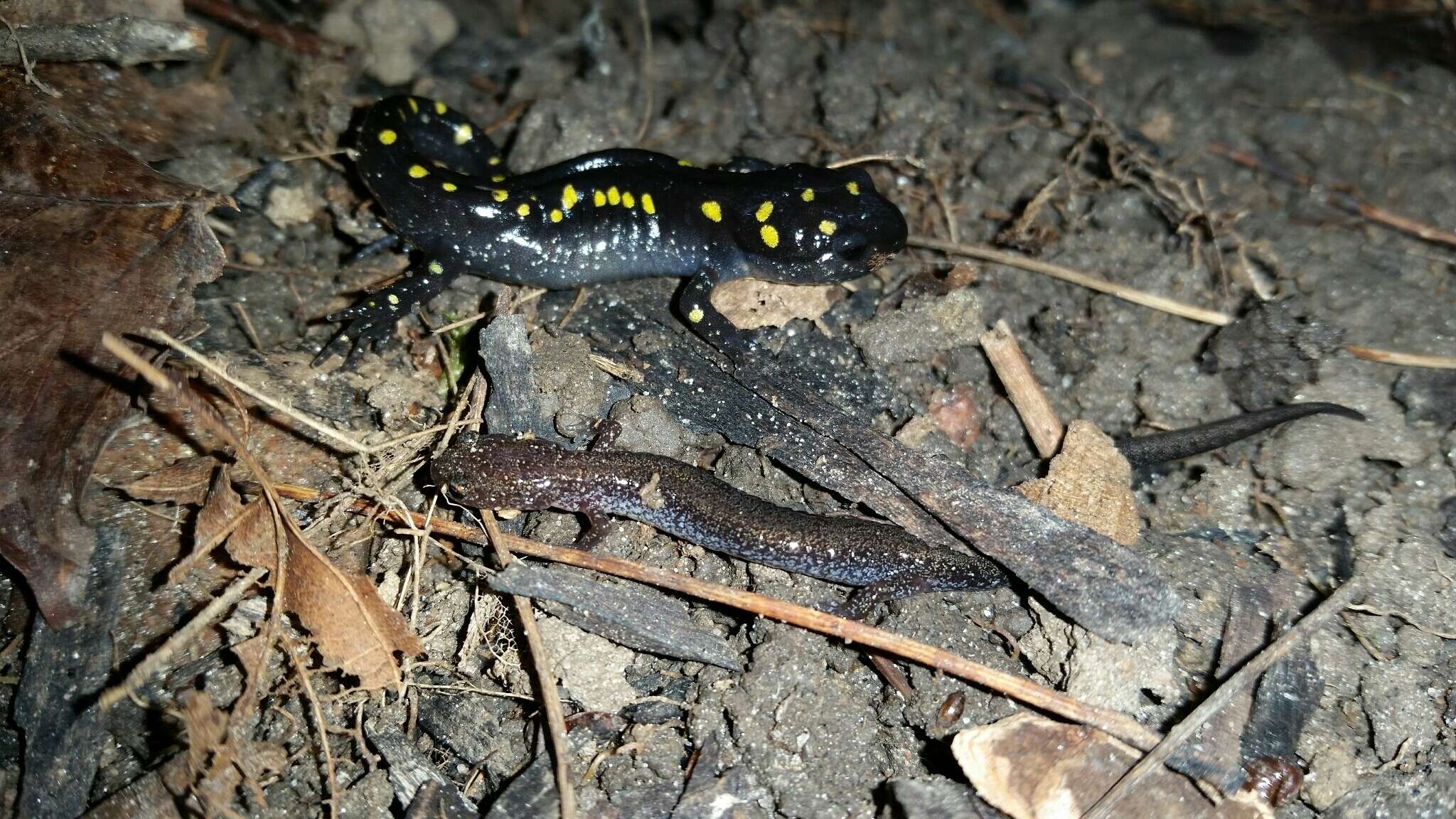 Image of Spotted Salamander