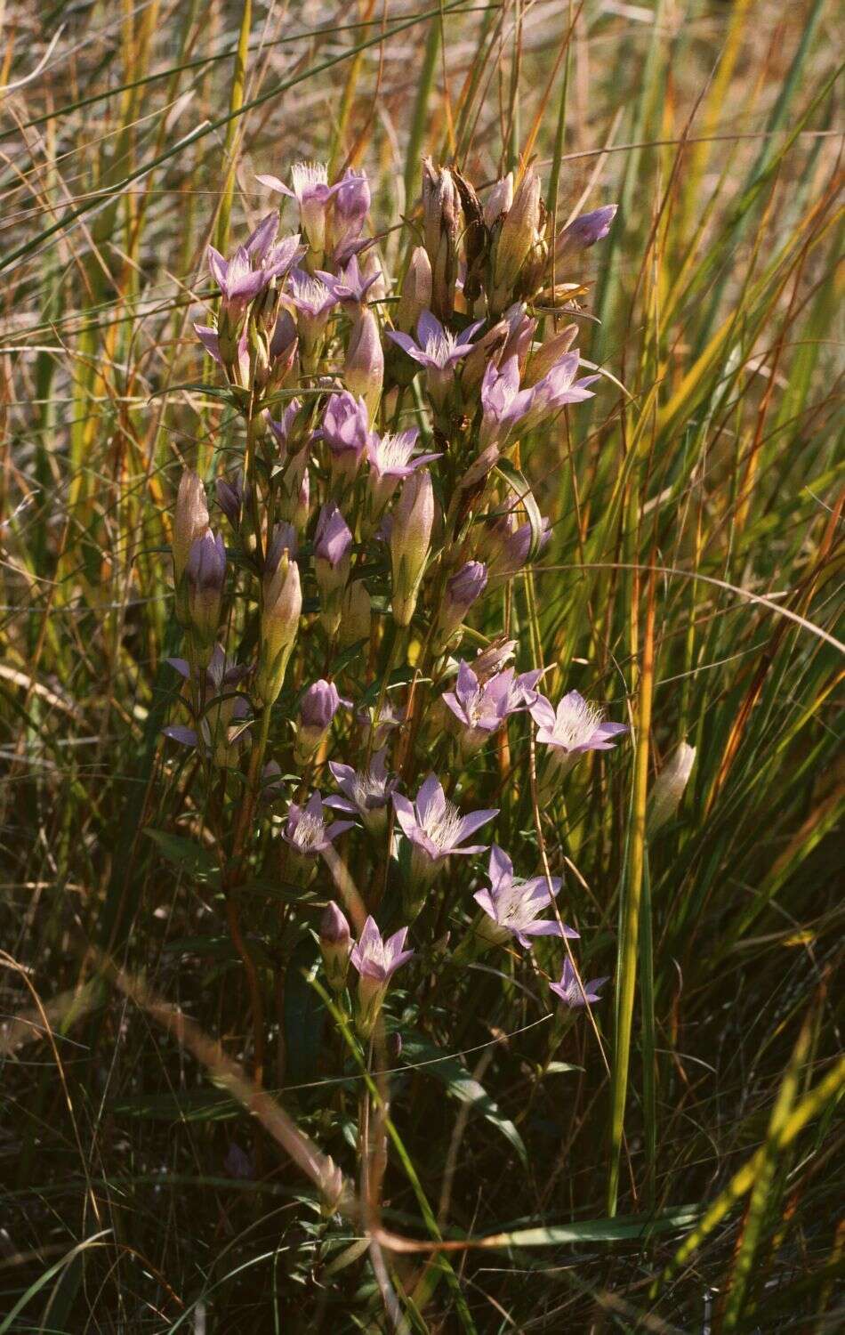 Image de Gentianella