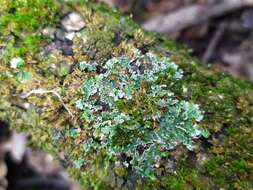 Image of frosted lichen