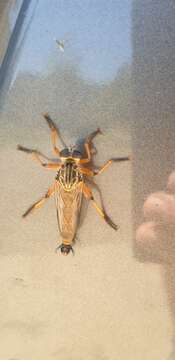 Image of Colepia comatacauda Daniels 1987