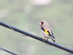 Imagem de Carduelis carduelis paropanisi Kollibay 1910