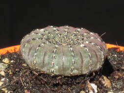 Image of Frailea castanea Backeb.