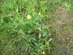 Imagem de Oenothera biennis L.