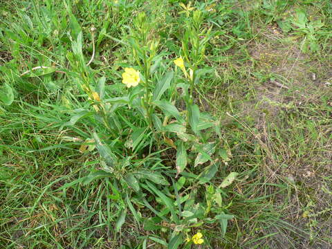 Imagem de Oenothera biennis L.