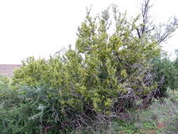 Image of African sumac