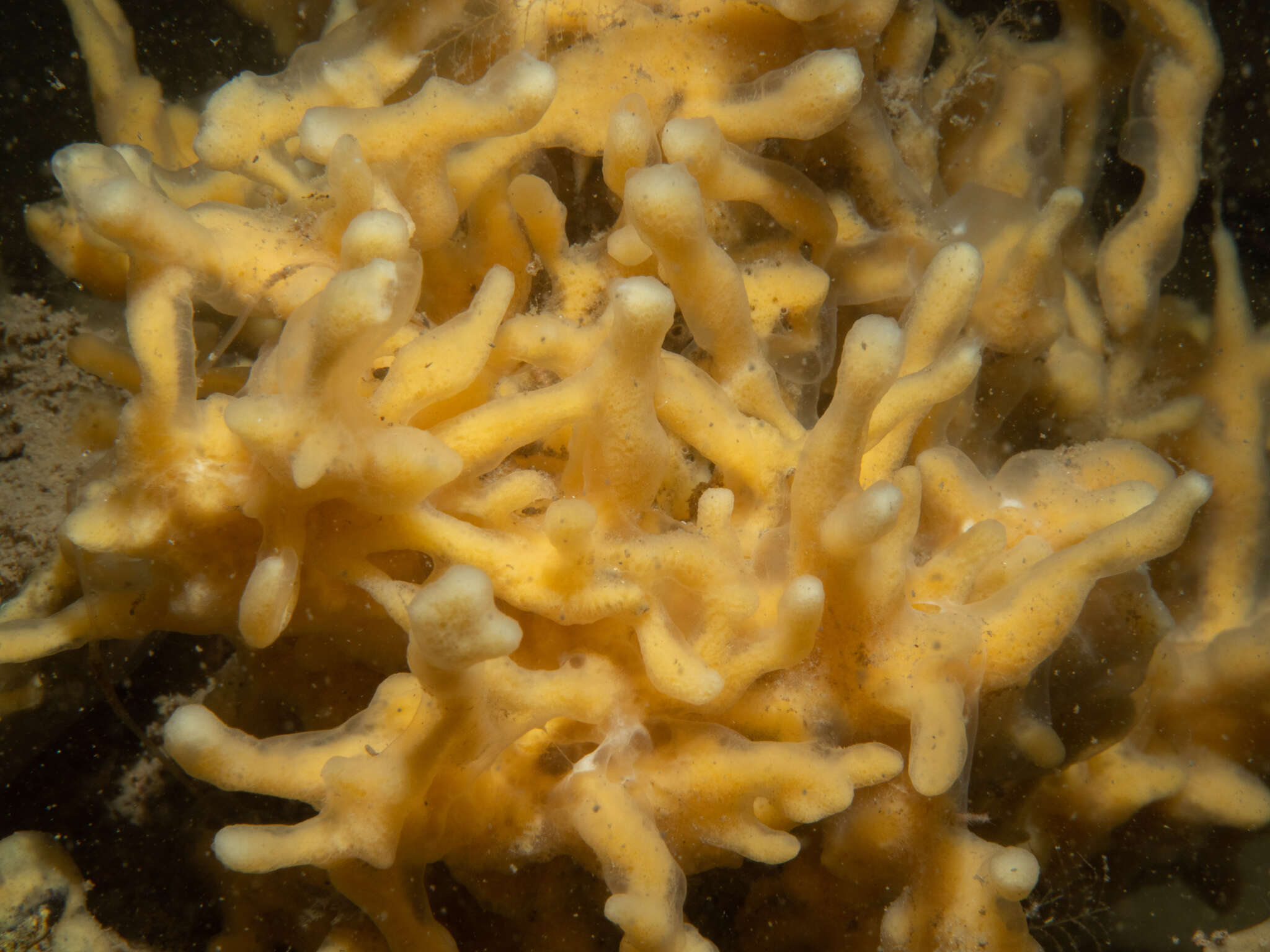 Image of Hyndman's horny sponge