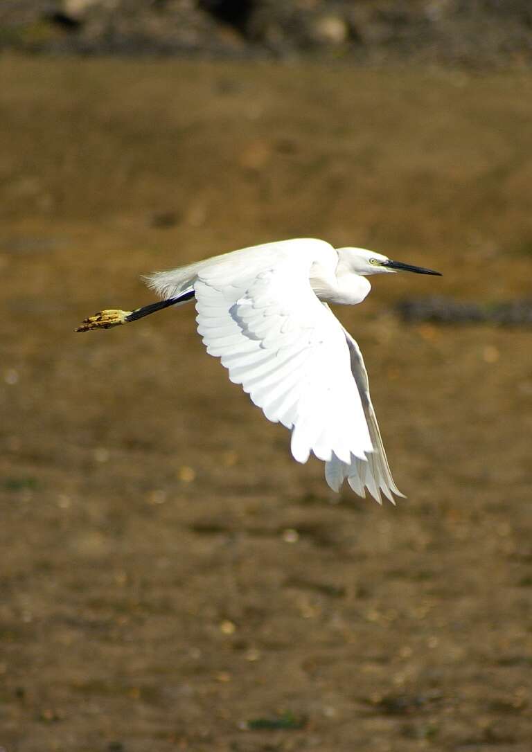 Image of Little Egret