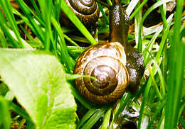 Image of Copse Snail