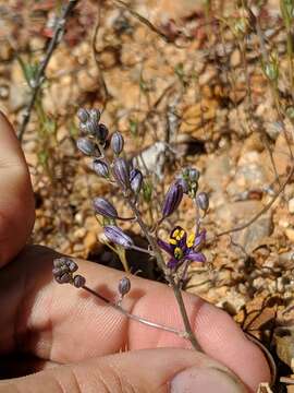 Image of Hooveria purpurea