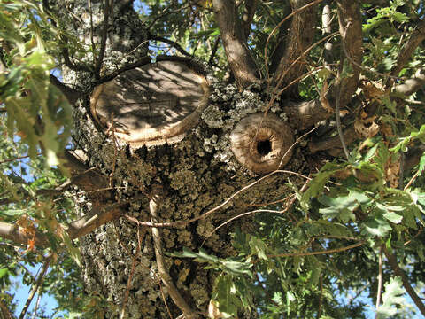 Image of Iberian white oak