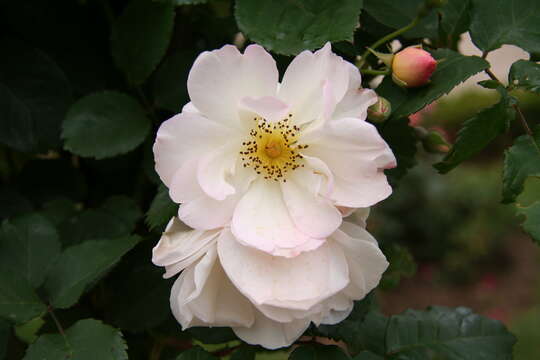 Image of musk rose