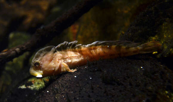 Image of Freshwater blenny