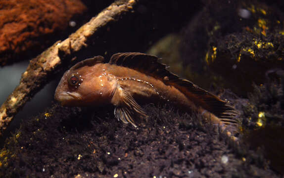 Image of Freshwater blenny