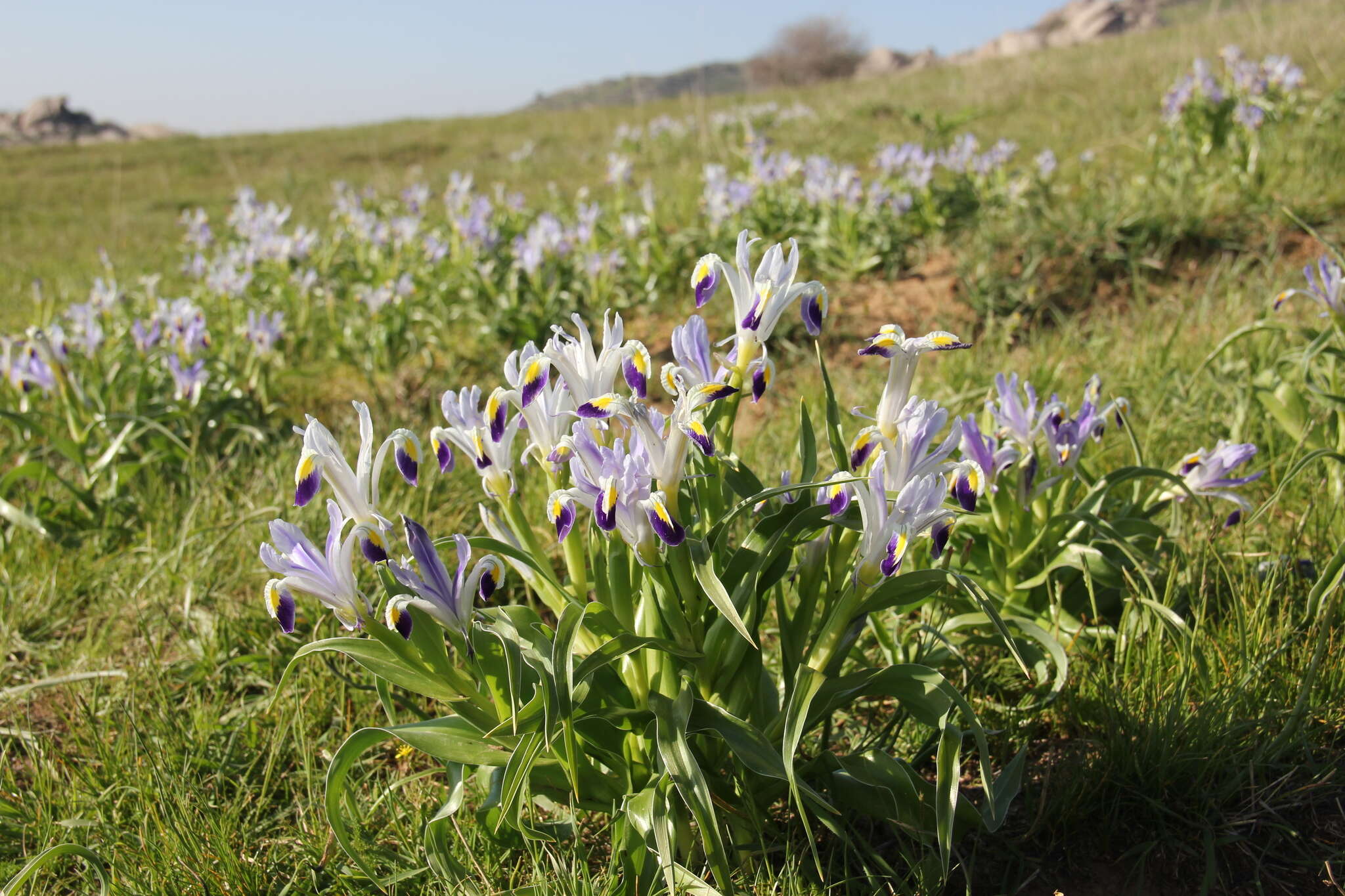 Iris warleyensis Foster的圖片