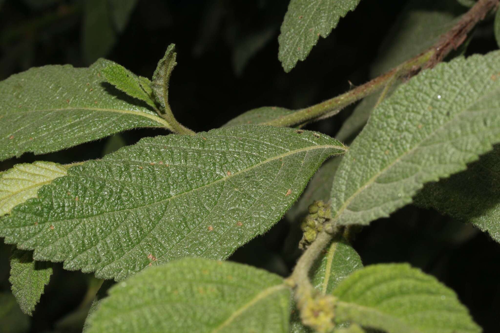 Image of Varronia crenata Ruiz & Pav.