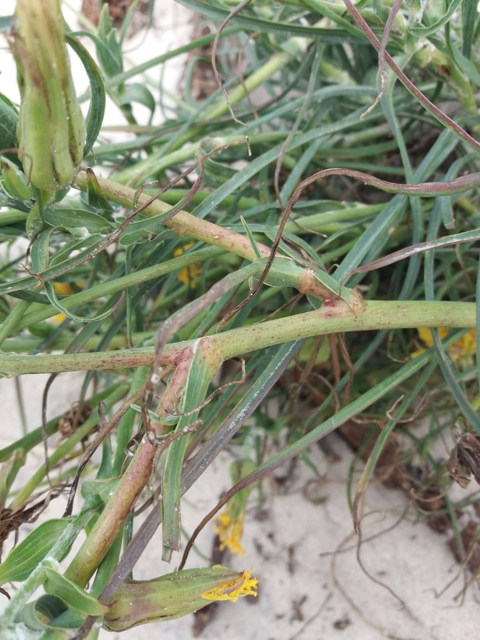 Sivun Tragopogon heterospermus Schweigger kuva