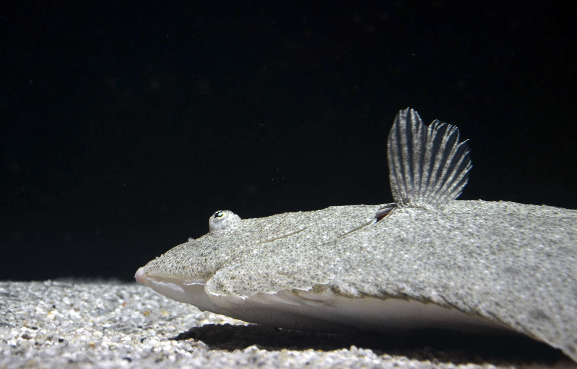 Image of turbot