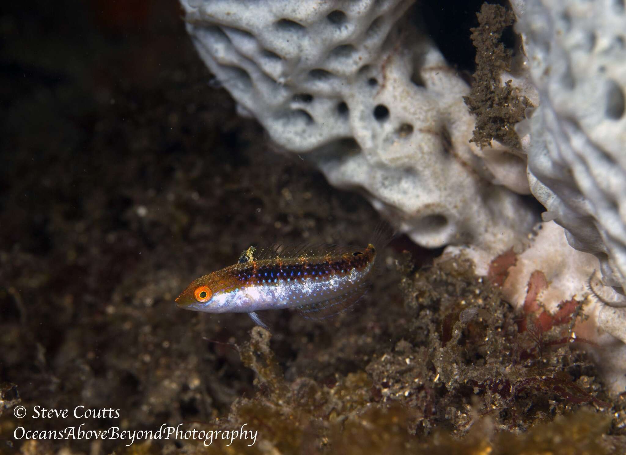 Image of Rainbow Slender Wrasse