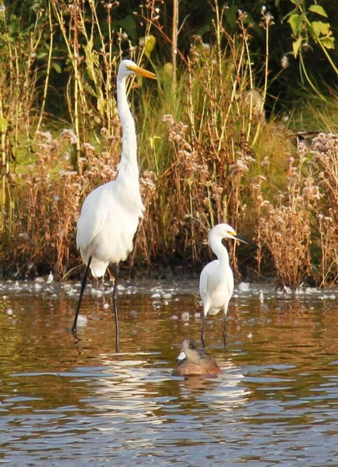 Image of Egretta Forster & T 1817