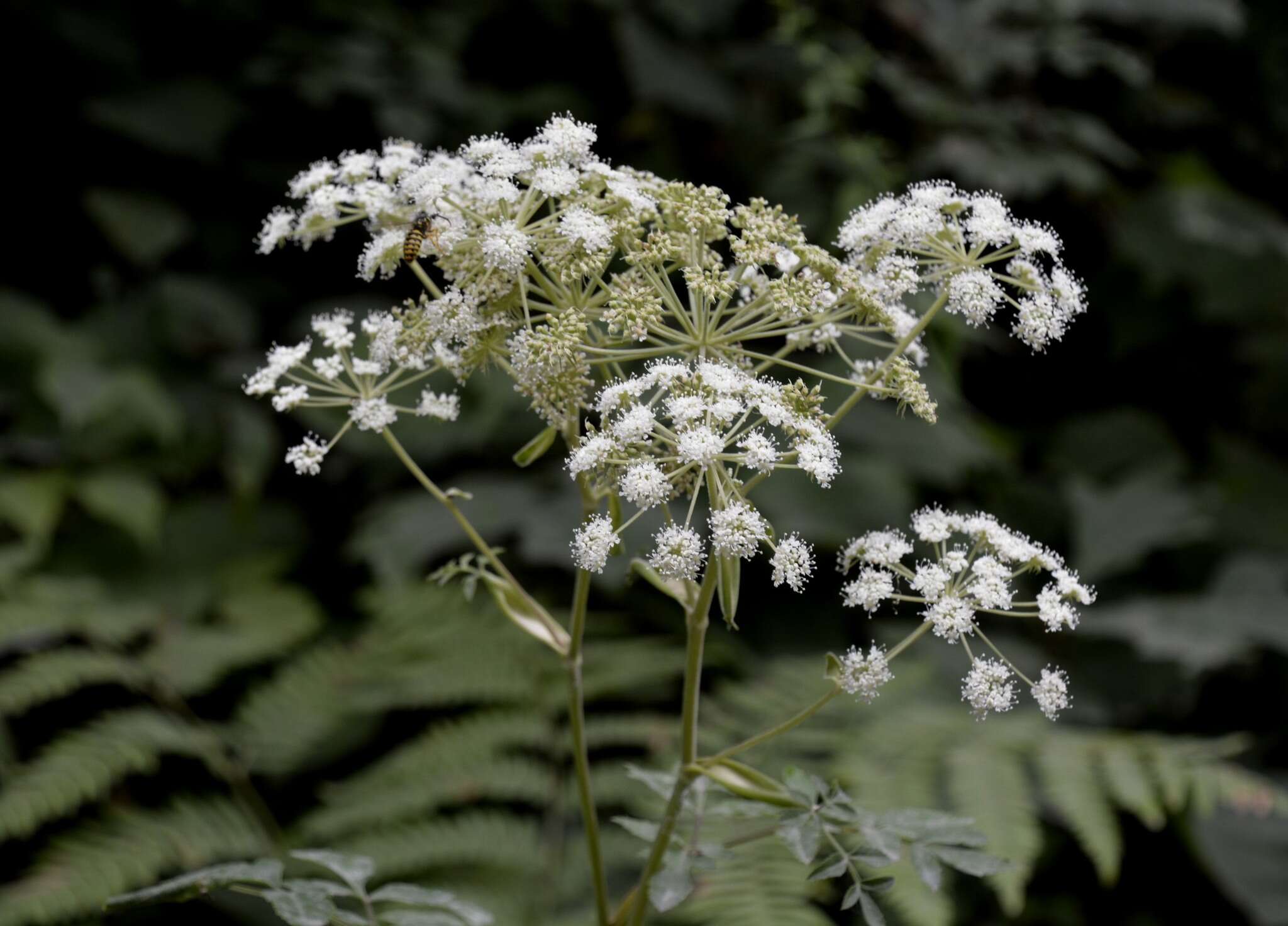 Image of hairy angelica