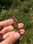 Image of Gentianella amarella var. lingulata (C. Agardh) T. Karlsson