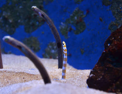 Image of Splendid garden eel