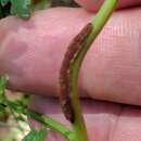 Image of Puccinia nitida (F. Strauss) Barclay 1891