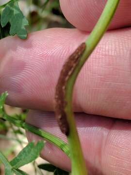 Слика од Puccinia nitida (F. Strauss) Barclay 1891