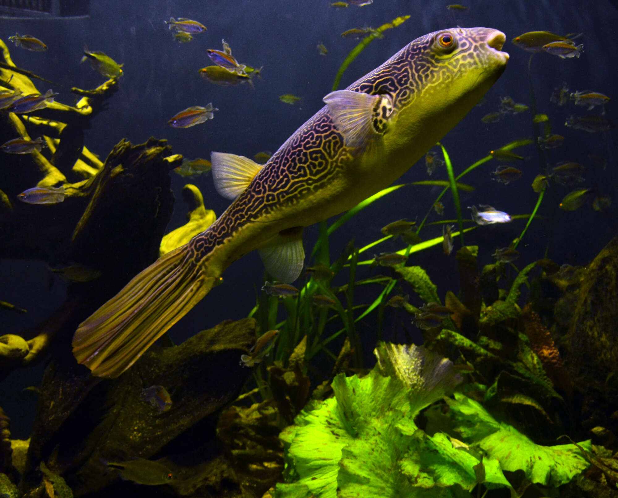 Image of Fresh Water Puffer Fish