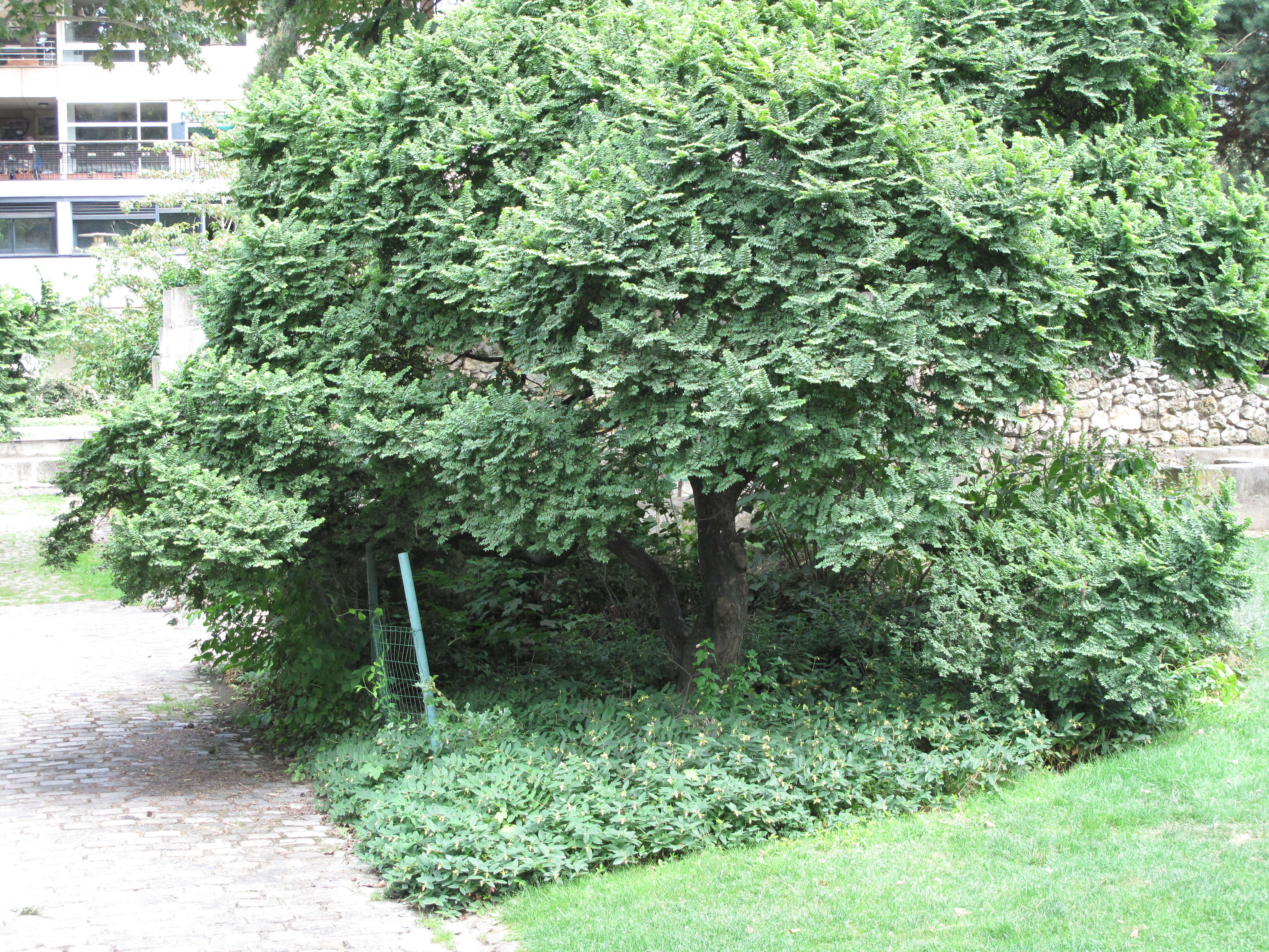 Imagem de Zelkova serrata (Thunb.) Makino