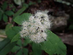 Image of Spiraea corymbosa