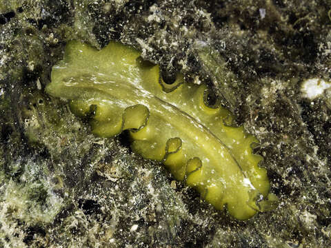 Image of Frilly baby poo flatworm