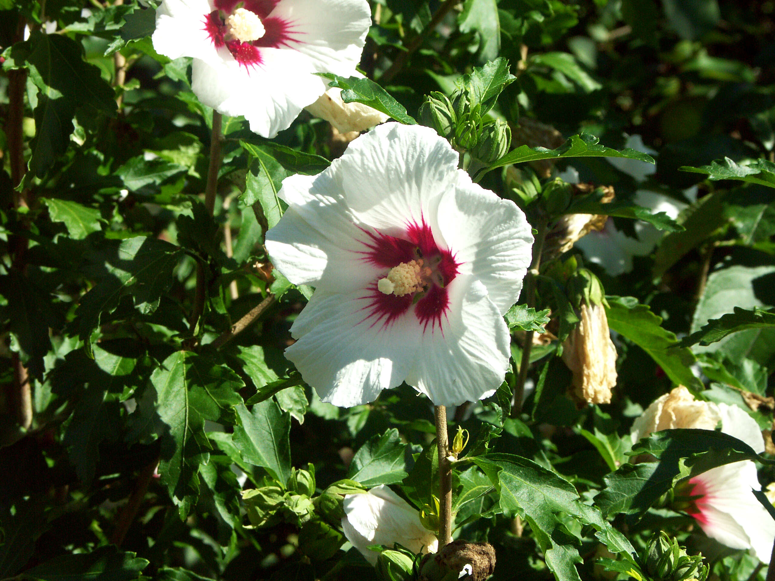 Imagem de Hibiscus syriacus L.