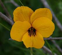 Viola pedunculata Torr. & Gray resmi