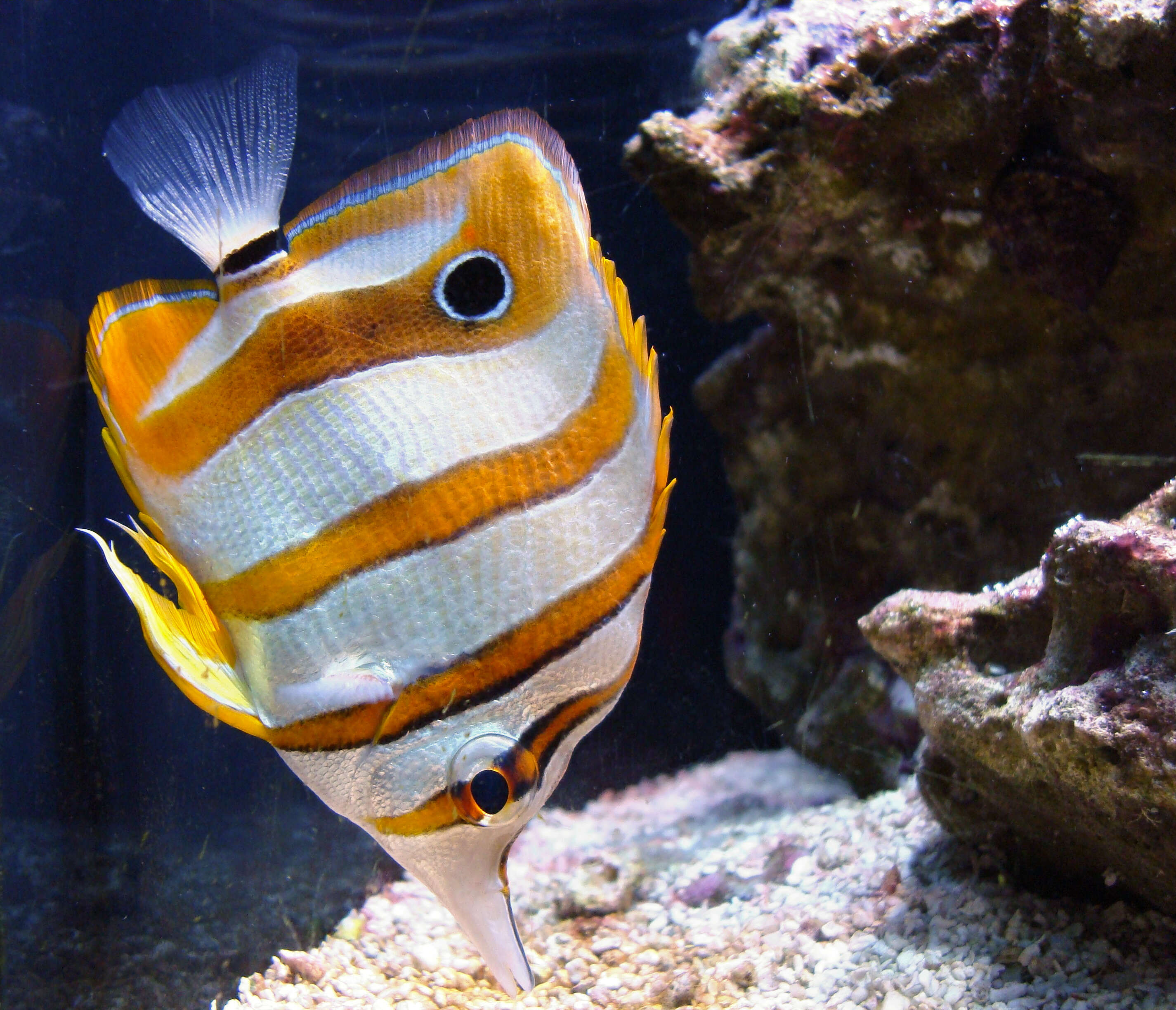 Image of Banded Longsnout Butterflyfish