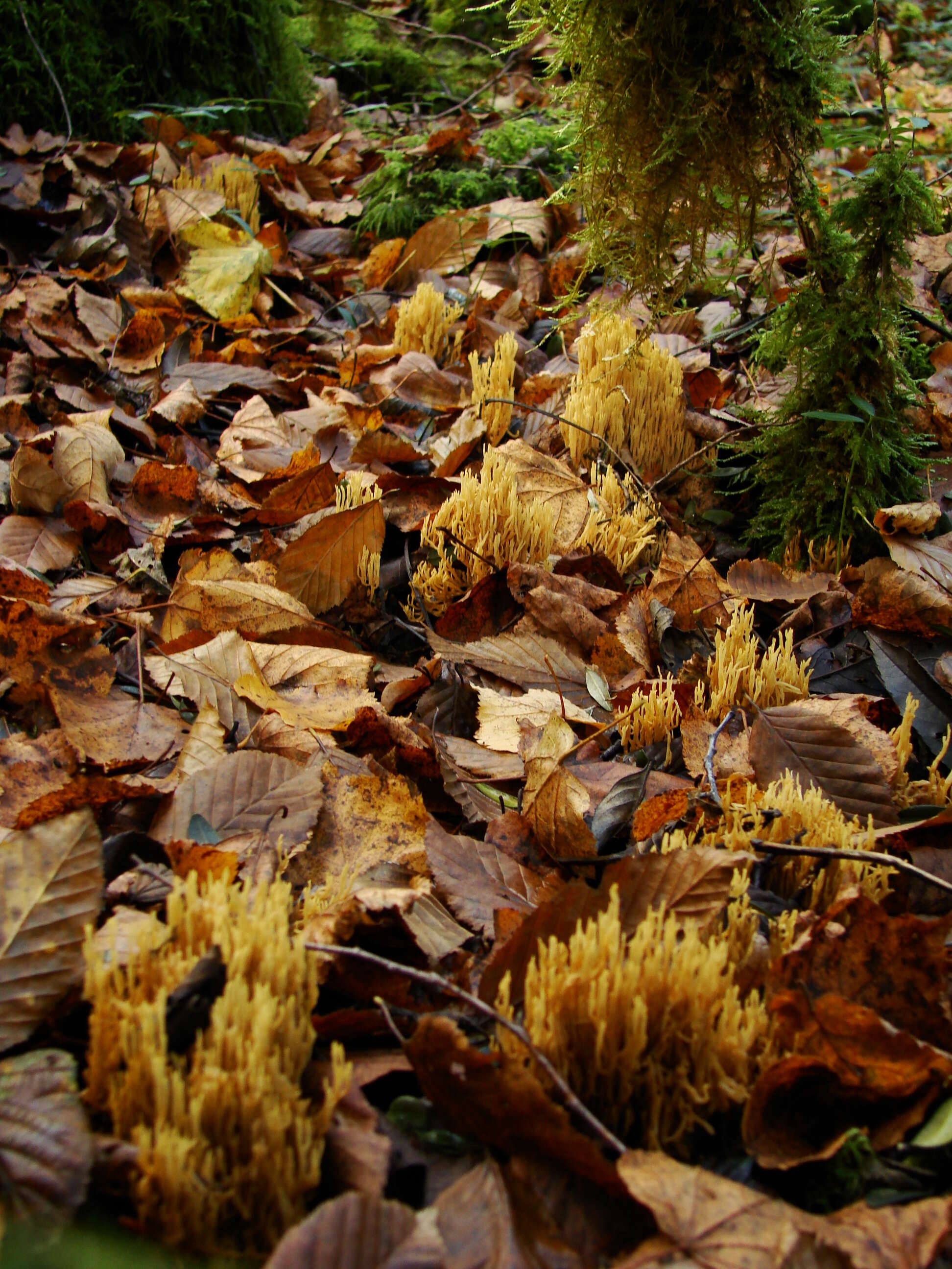 Слика од Ramaria stricta (Pers.) Quél. 1888