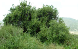 Image of Fraxinus angustifolia subsp. syriaca (Boiss.) Yalt.