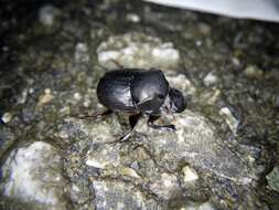 Plancia ëd Onthophagus (Strandius) lenzii Harold 1875