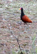 Image of Wattled Jacana