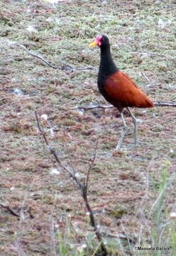 Image of Wattled Jacana