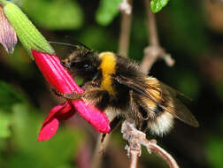 Image of Buff-tailed bumblebee