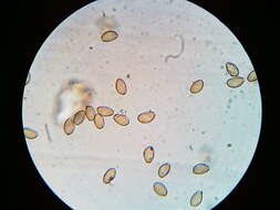 Image of Agrocybe flexuosipes (Peck) Beker & U. Eberh.