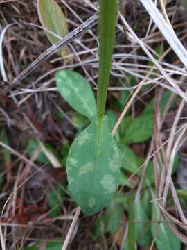 Image of Short-Leaf Sneezeweed