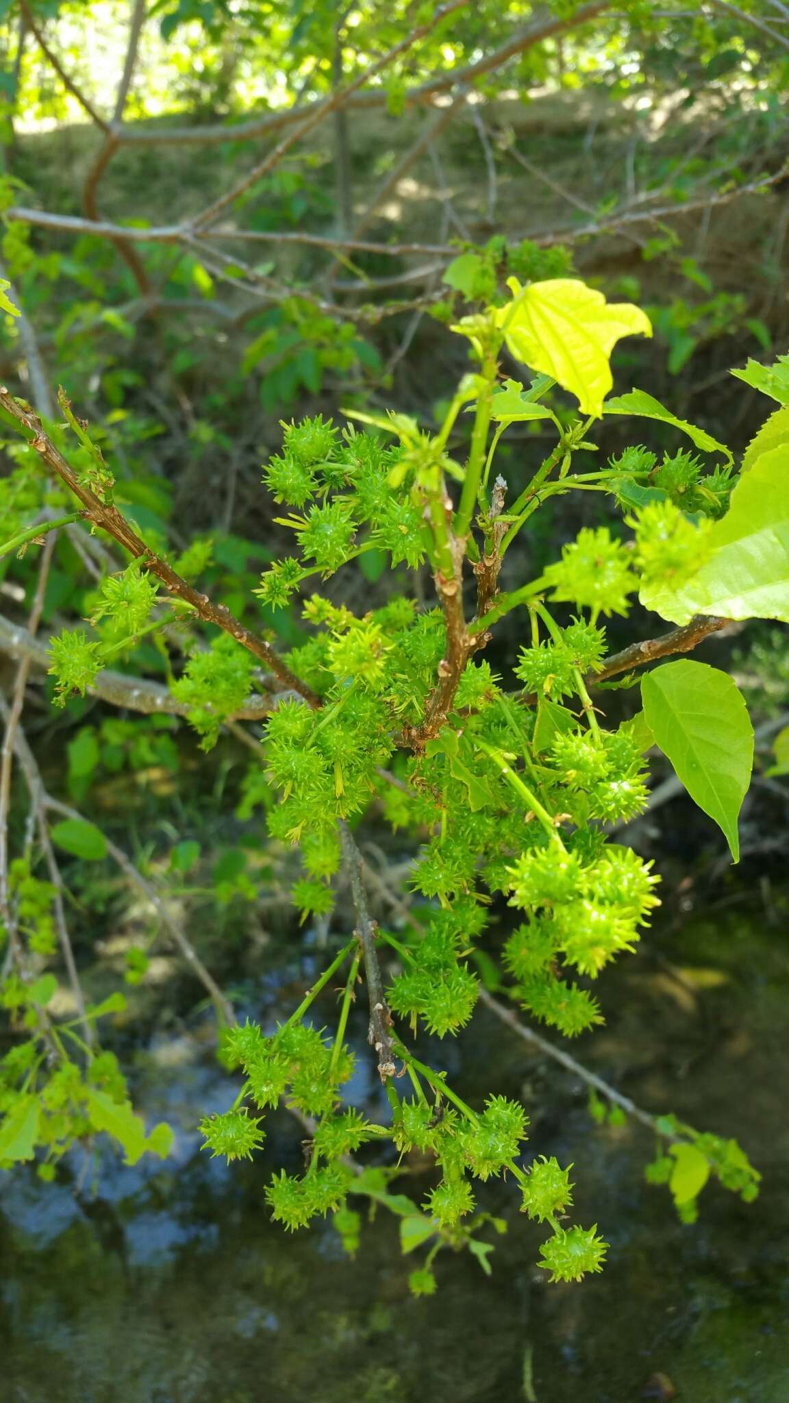 Слика од Alchornea alnifolia (Bojer ex Baill.) Pax & K. Hoffm.