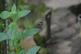 Image of Ithomia leilae Hewitson 1852