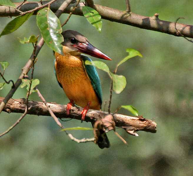 Image of Stork-billed Kingfisher