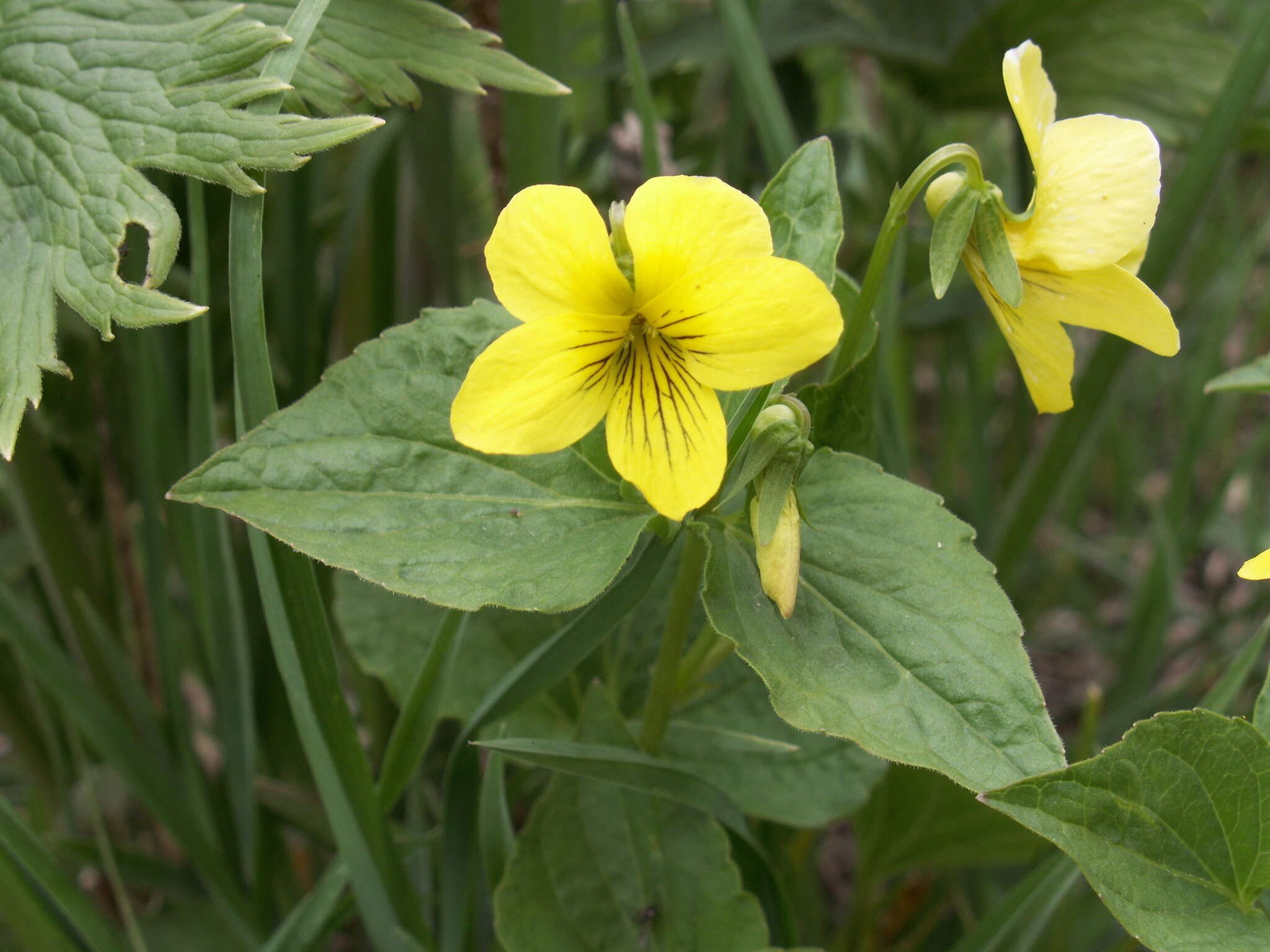 صورة Viola acutifolia (Kar. & Kir.) W. Beck.