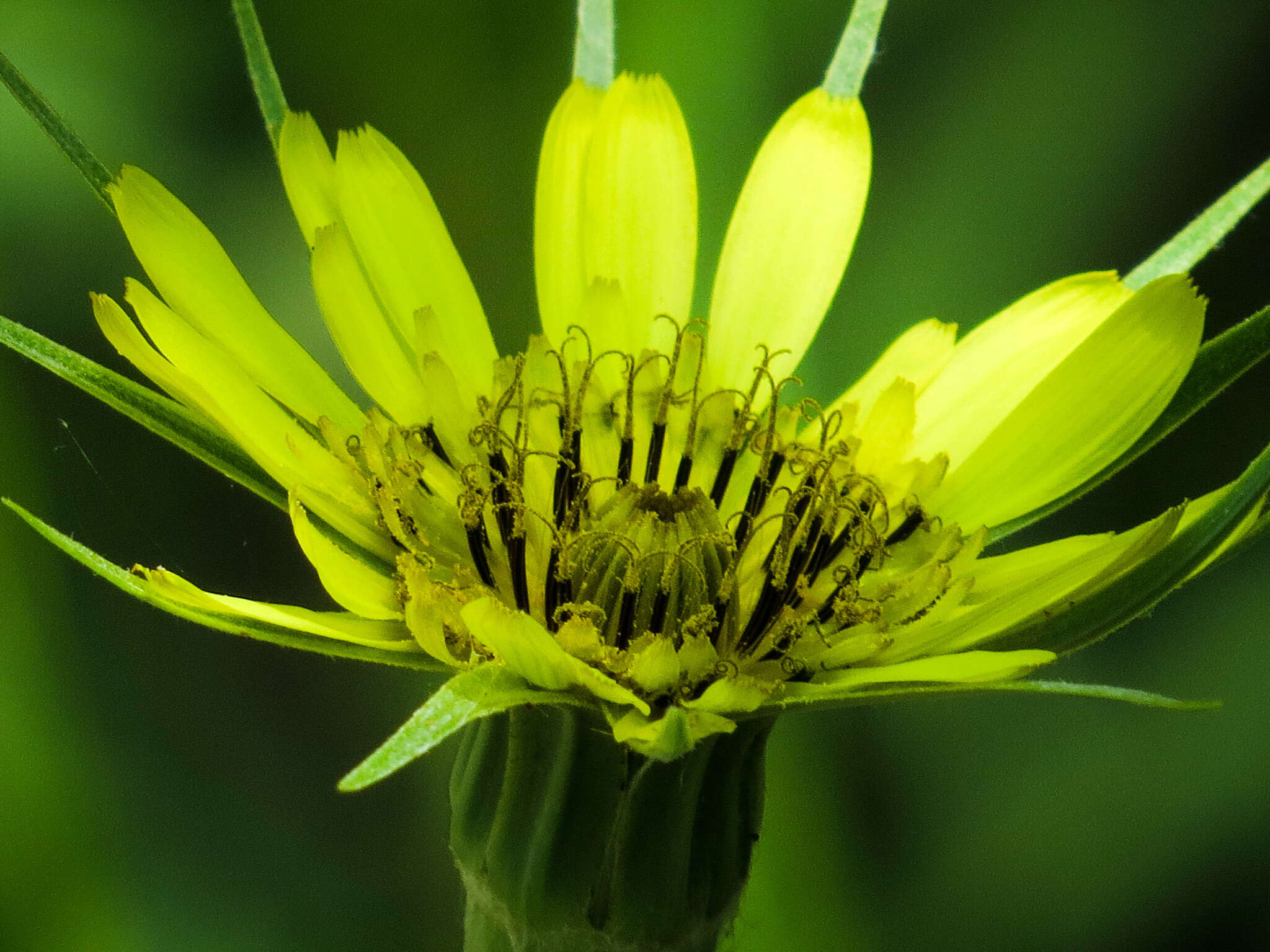 Image of Tragopogon pratensis subsp. pratensis